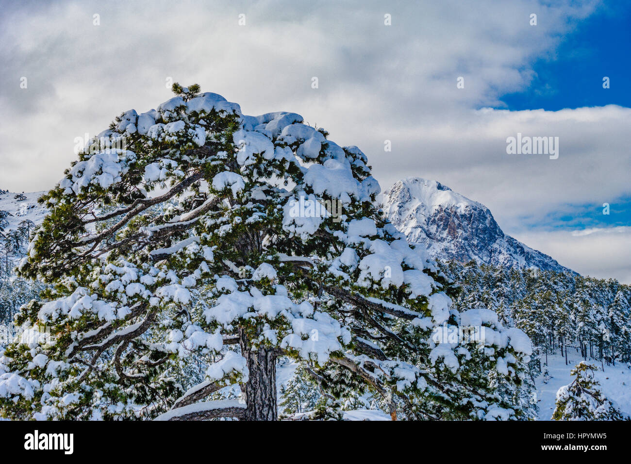 winter mountan and forest scene in turkey,mountains nearby mediterranean coast fethiye antalya pine trees Stock Photo