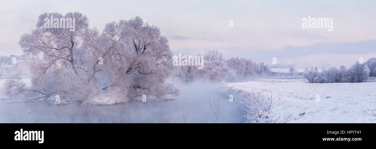 Frosty plants in the foggy winter day Stock Photo