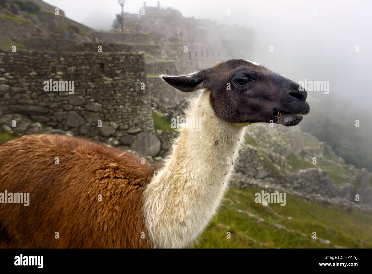 Llama in the ancient city of Machu Picchu, Peru. Stock Photo