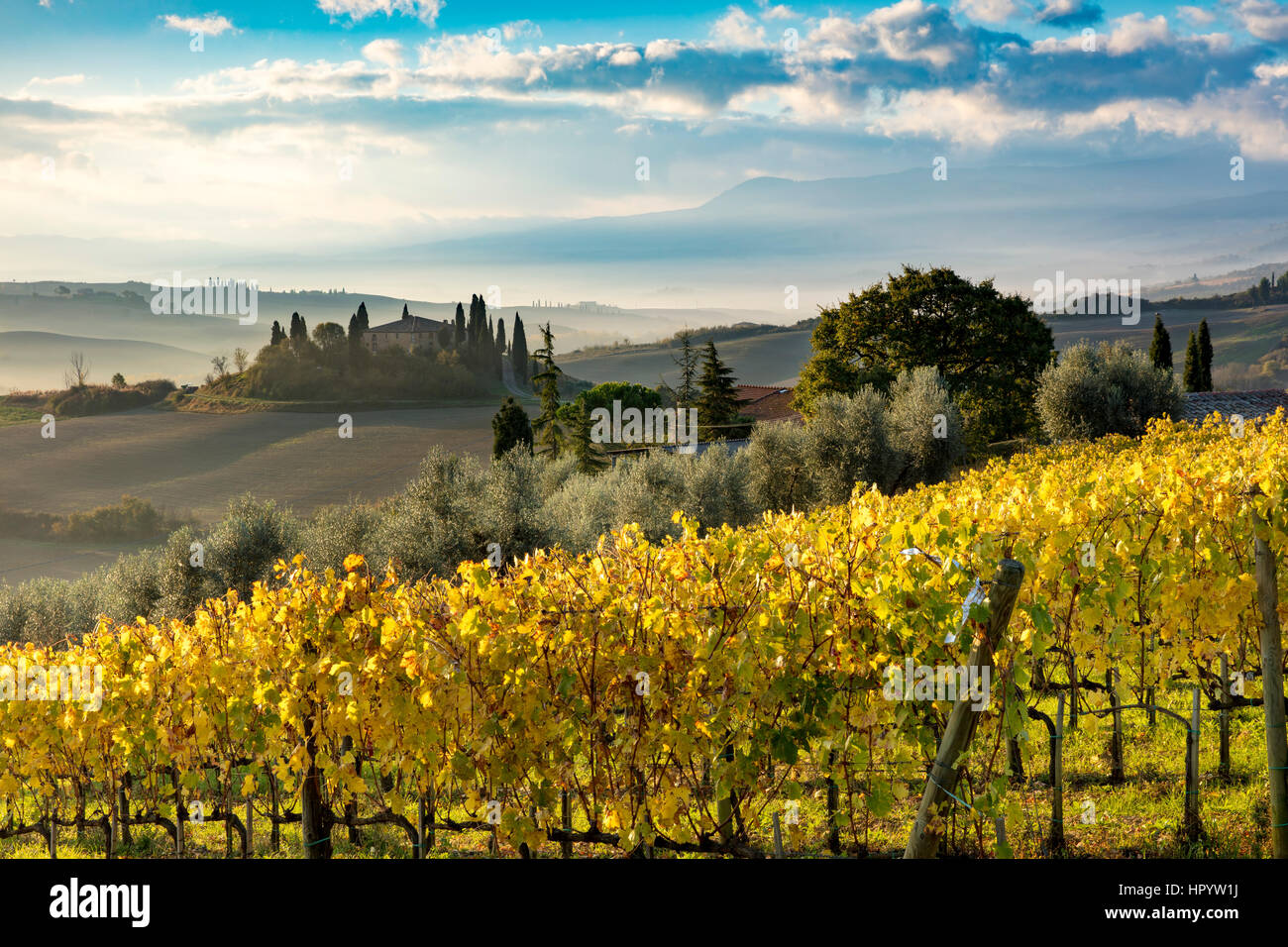 Early morning over vineyard and the Belvedere near San Quirico d'Orcia, Tuscany, Italy Stock Photo