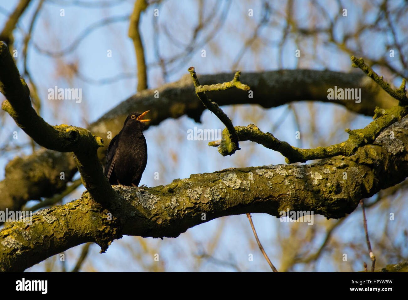 Blackbird perched on lichen covered tree branch in winter singing to female bird Stock Photo