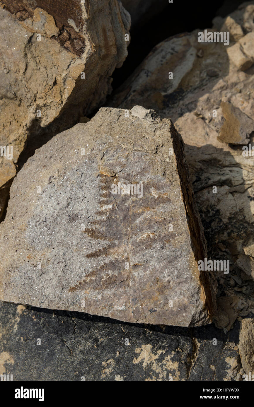 Outline of fossilised plant in rocks at Knipe point, Cayton bay near Scarborough, England. Stock Photo