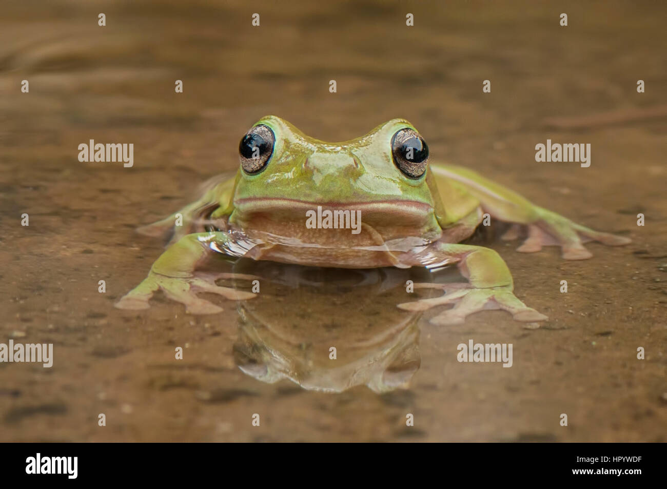 Frog in The Water Stock Photo