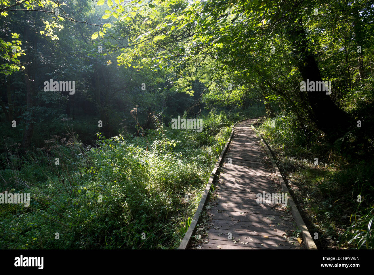 Wooden walkway along the river Derwent in Forge Valley woods near Scarborough, North Yorkshire. A beautiful walk surrounded by summer greenery. Stock Photo