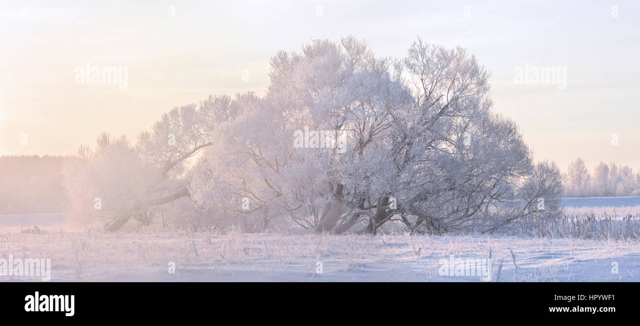 White frozen trees in the winter morning Stock Photo