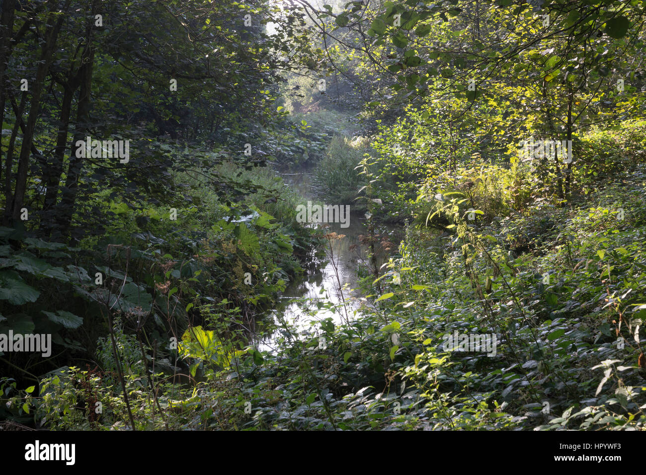 Late summer greenery beside the river Derwent in Forge Valley woods, Scarborough, North Yorkshire. Stock Photo