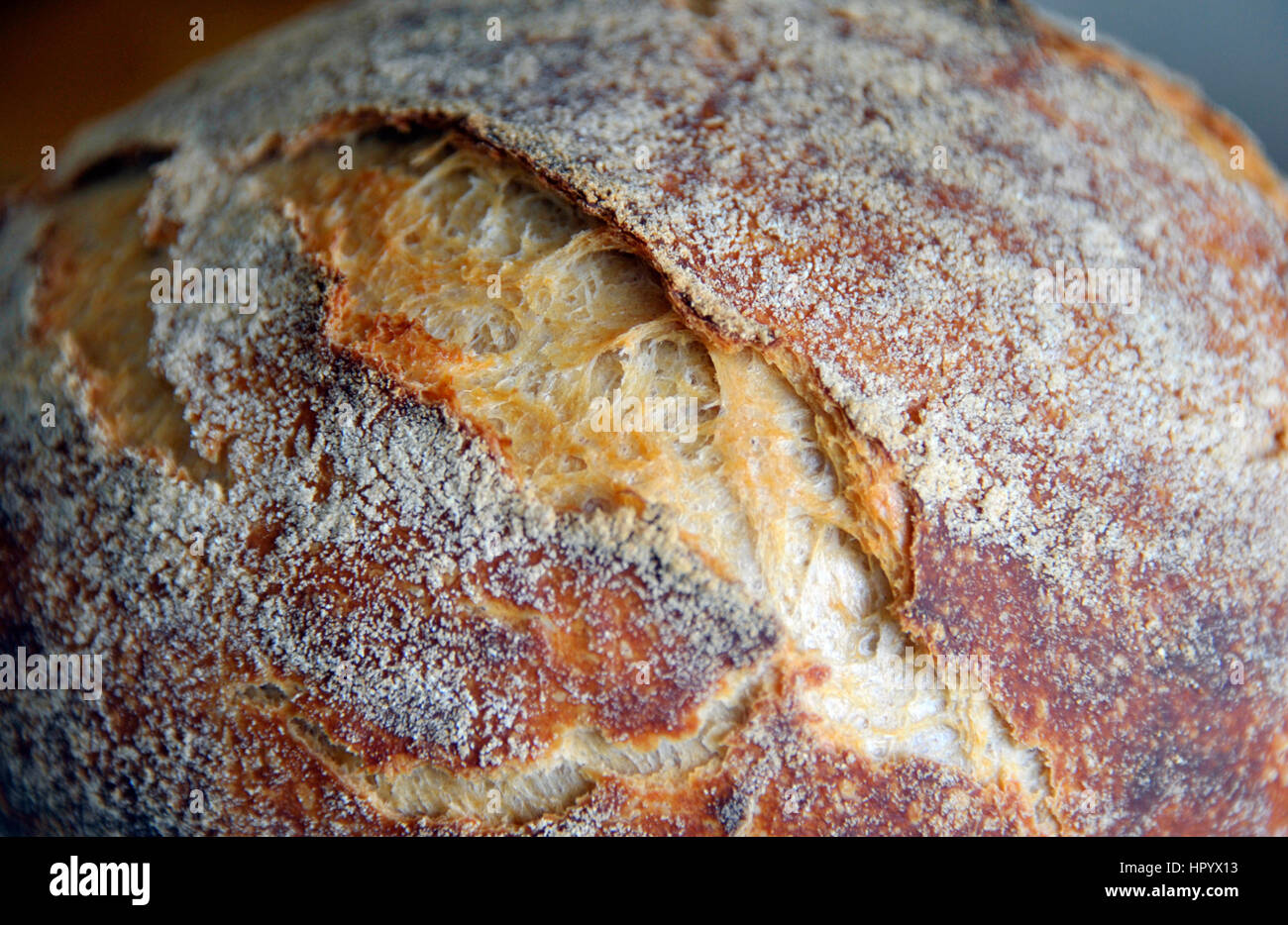 Crusty homemade artisan round white sourdough bread loaf made from ...