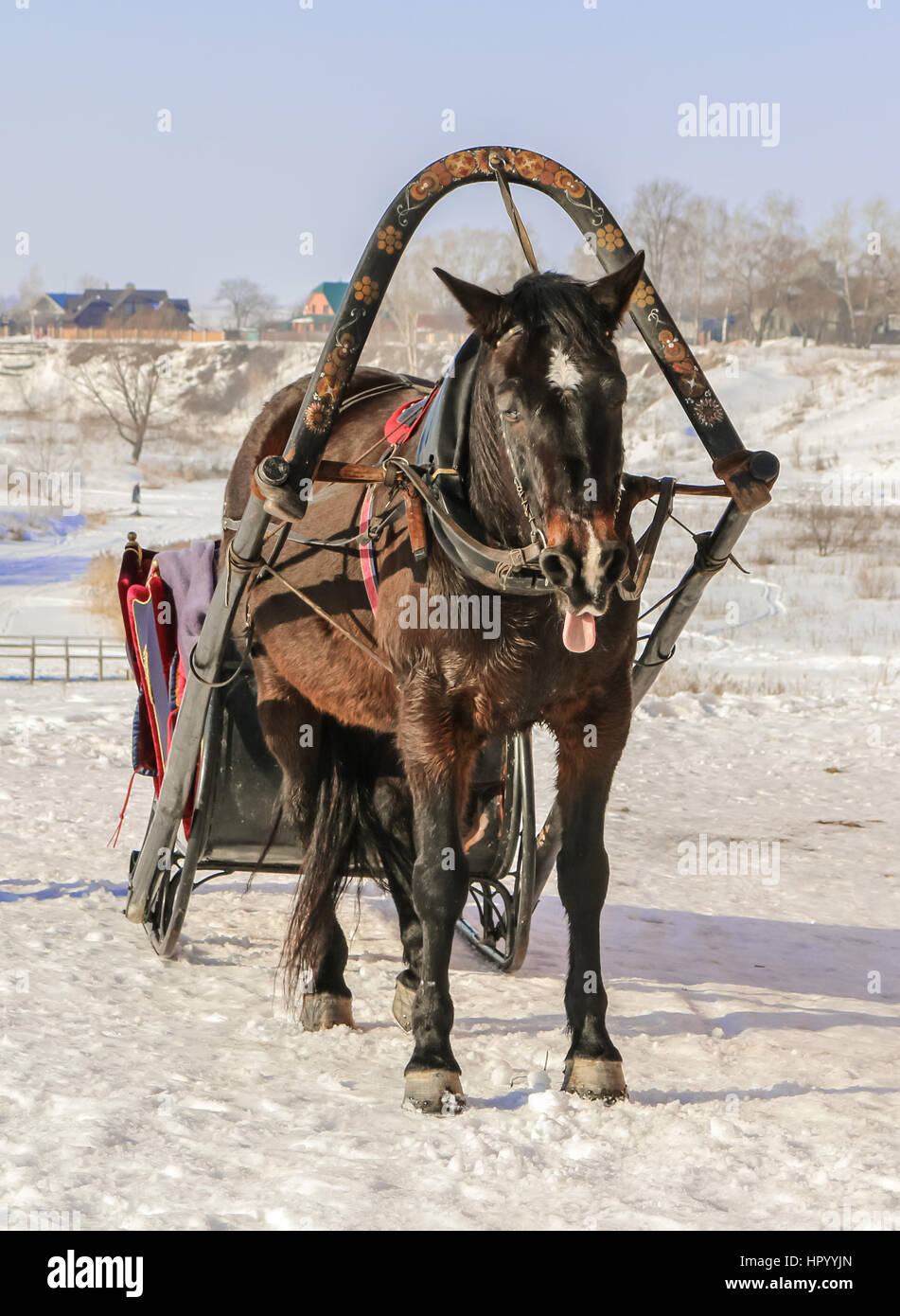 Horse snow sled wood hi-res stock photography and images - Alamy