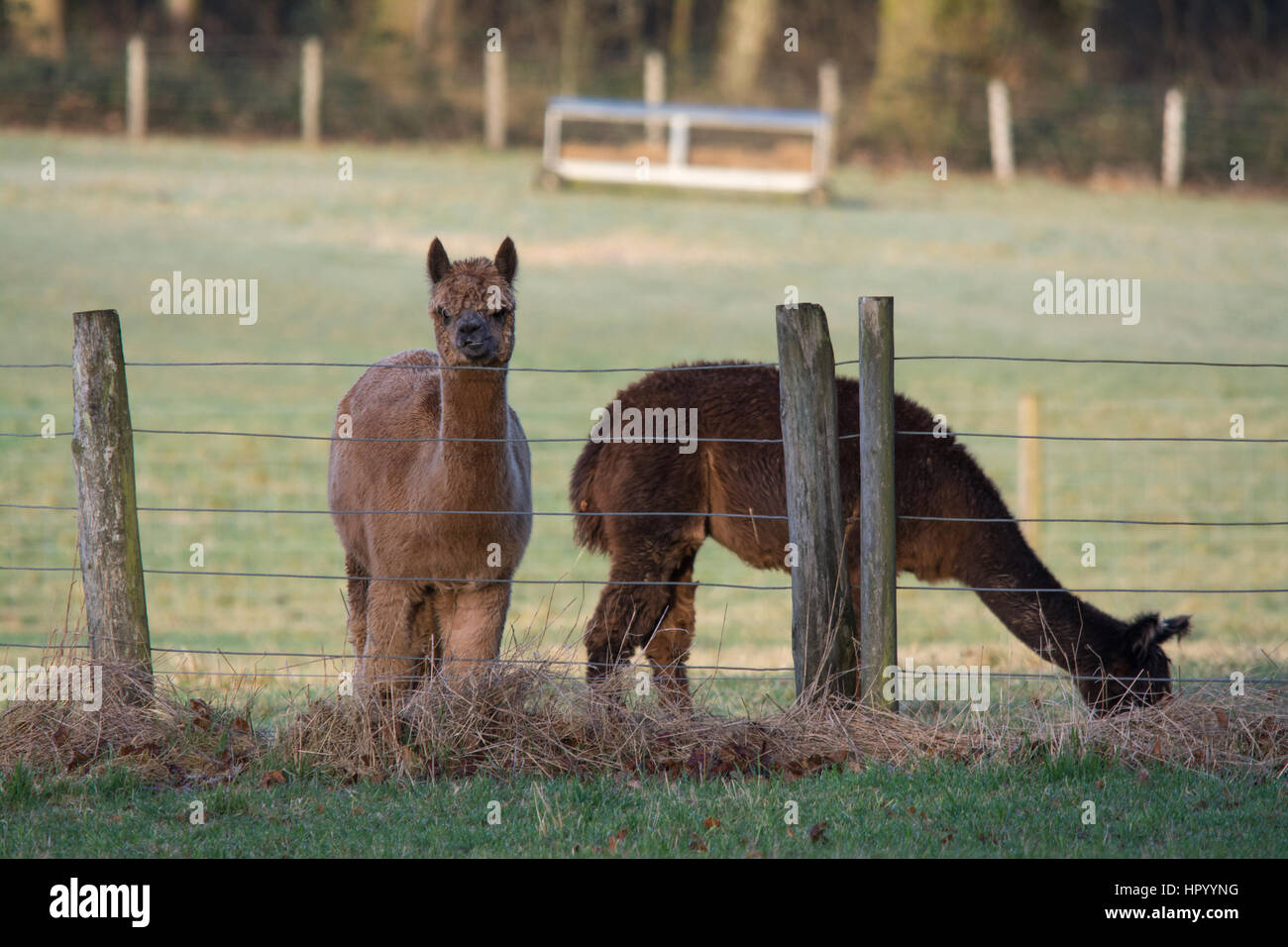 Alpacas in a field in (Vicugna pacos) Hampshire, UK Stock Photo