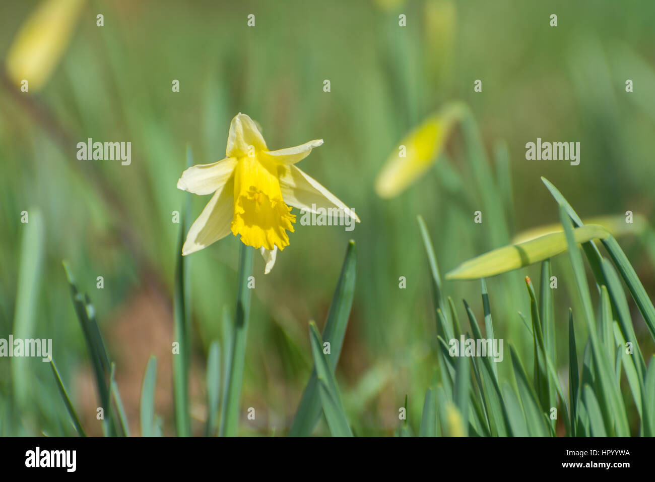 Daffodil buds hires stock photography and images Alamy