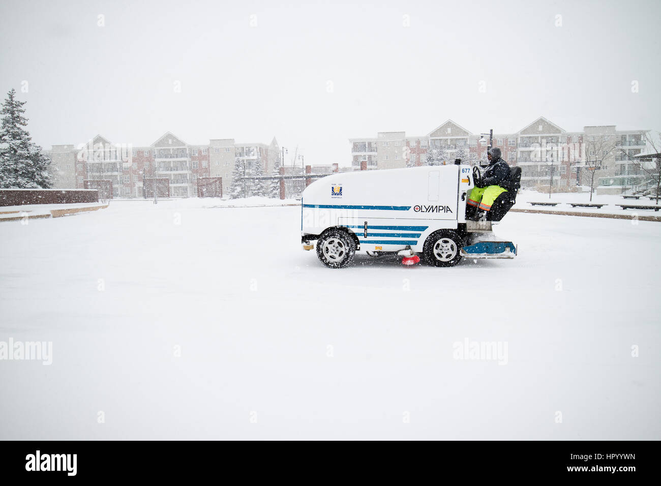 Zamboni Vehicle Cleaning Snow On Outdoor Rink And Dumping Snow In