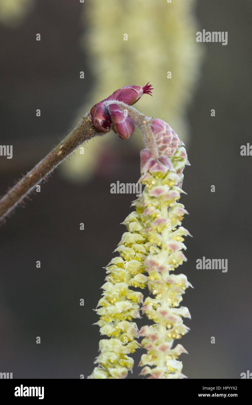 Hazel (Corylus avellana) flowers and catkins Stock Photo