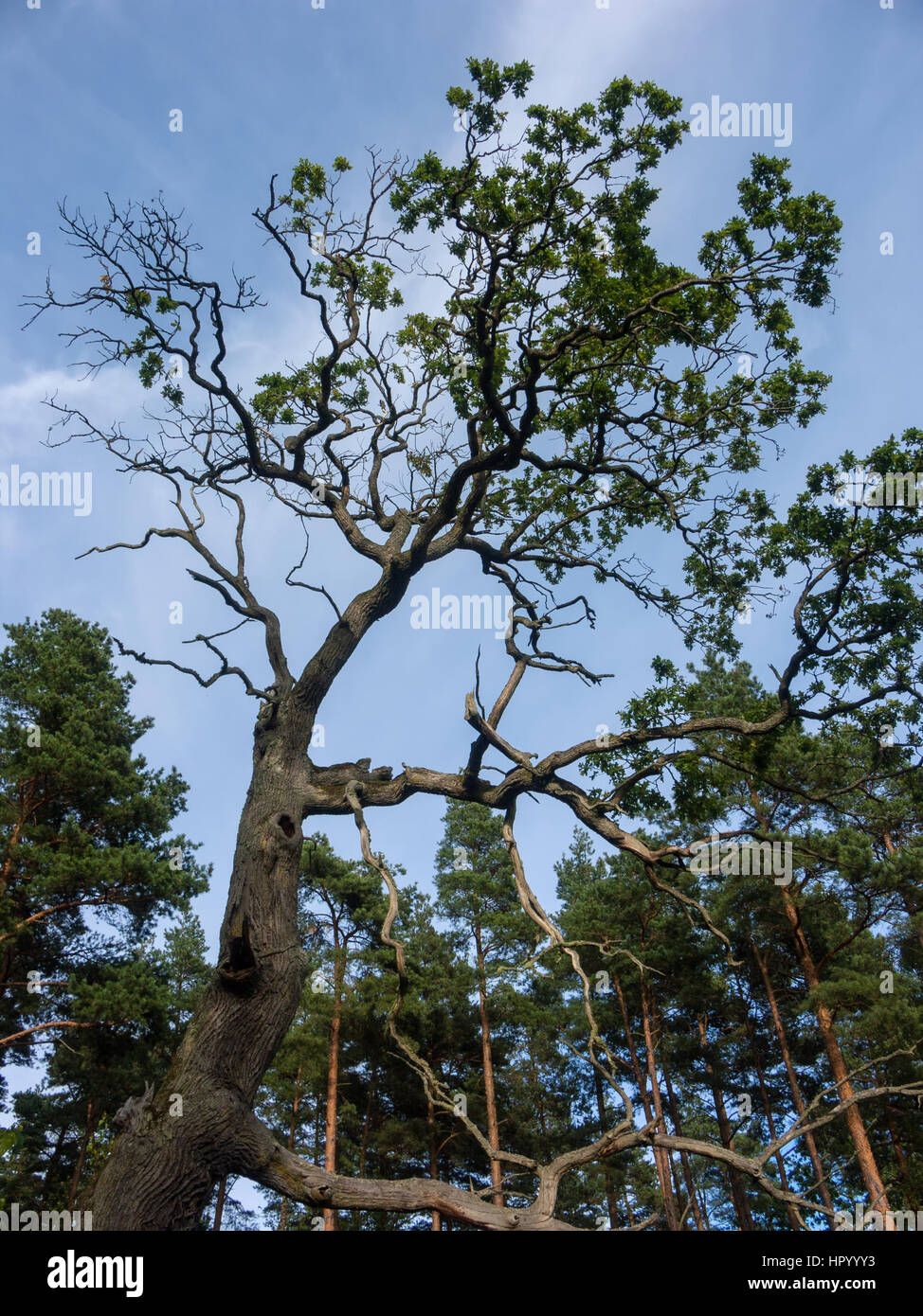 dying oak tree with many dry branches Stock Photo Alamy