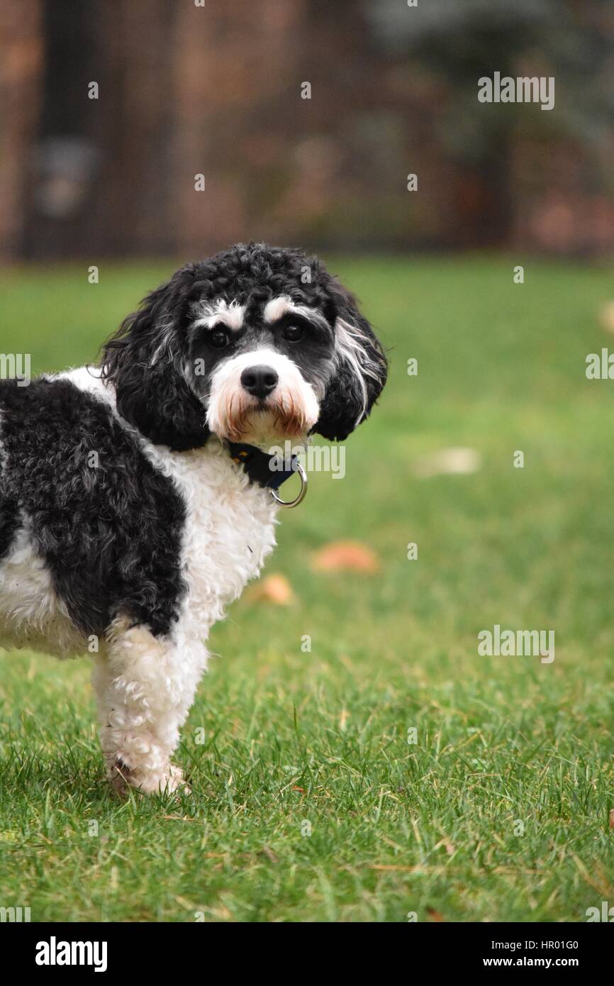 black and white cavachon puppies