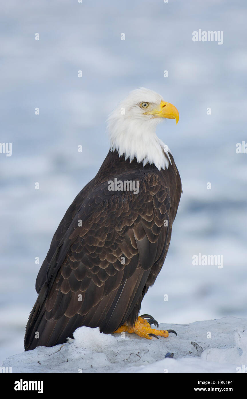 alaskan bald eagle sitting on icy water with blue water background