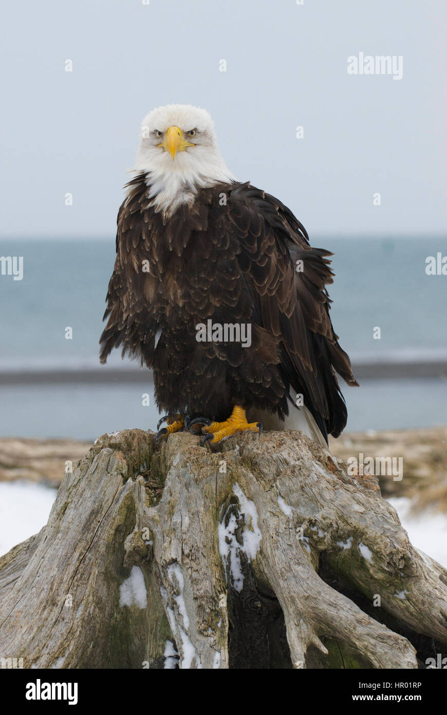 Alaskan Bald Eagle on stump on beach Stock Photo Alamy