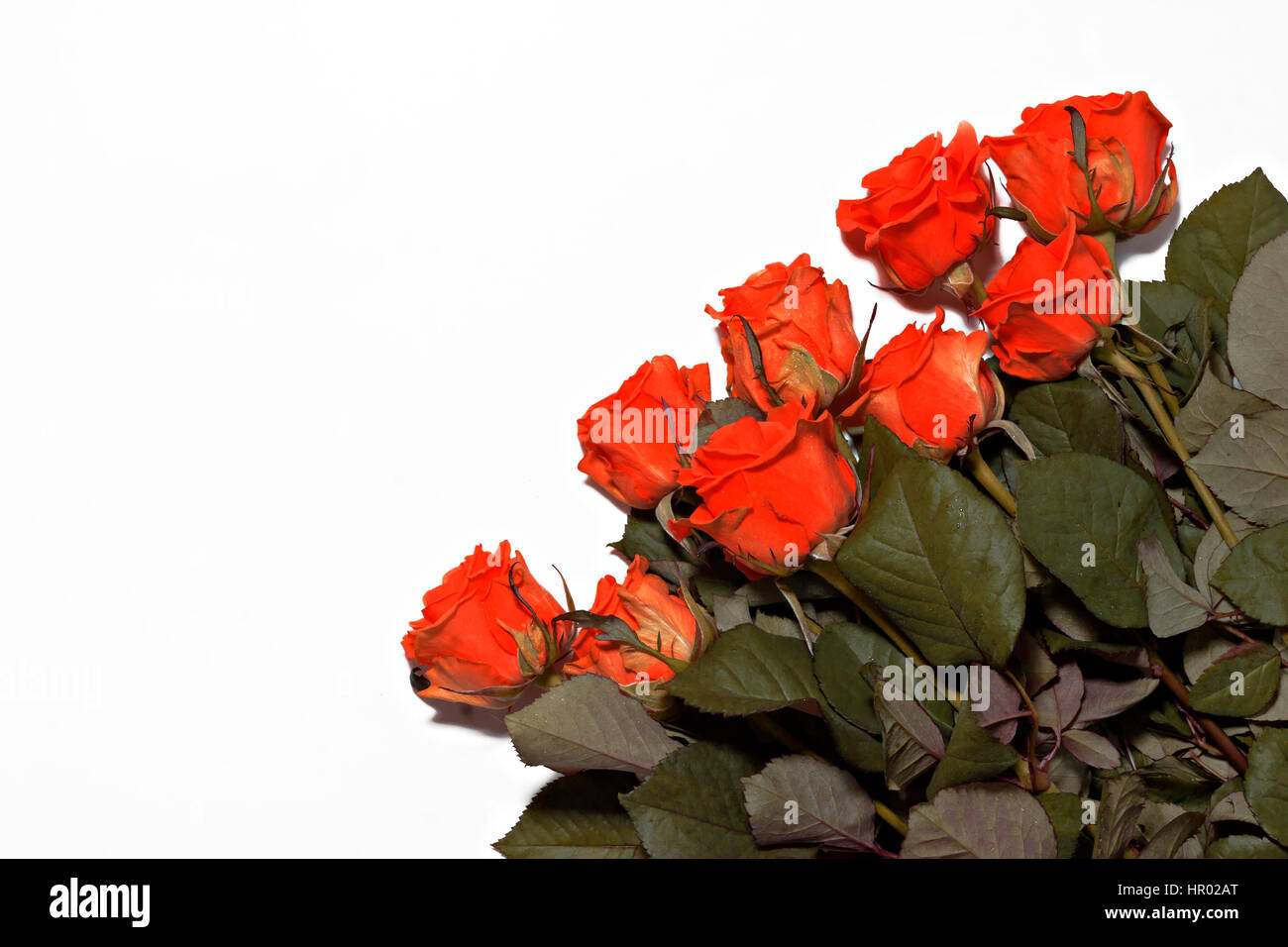 a lot of red roses on a white background Stock Photo - Alamy