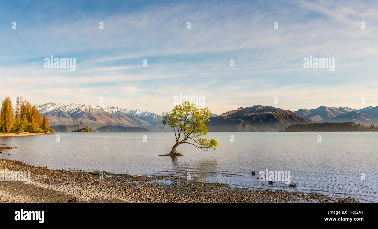 Single tree standing in water, The Wanaka Tree, Lake Wanaka, Roys Bay, Otago, Southland, New Zealand Stock Photo