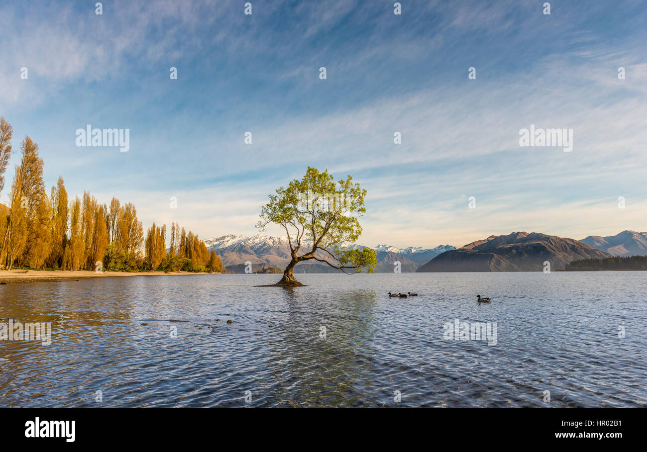 Single tree standing in water, The Wanaka Tree, Lake Wanaka, Roys Bay, Otago, Southland, New Zealand Stock Photo