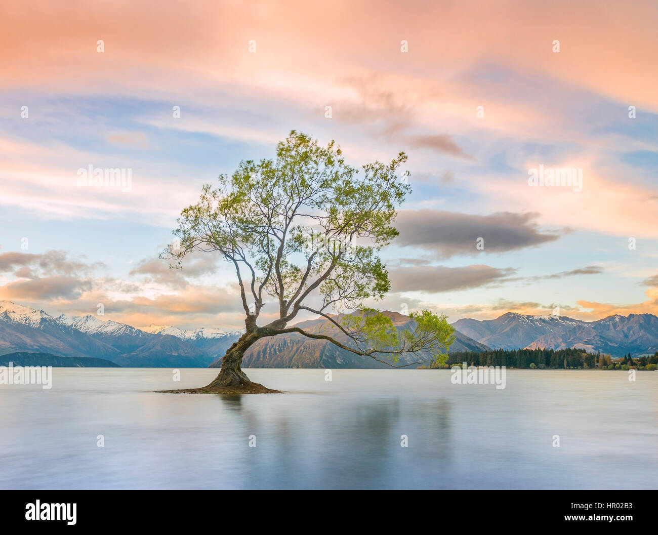 Sunrise, single tree standing in water, Lake Wanaka, The Wanaka Tree, Roys Bay, Otago, Southland, New Zealand Stock Photo