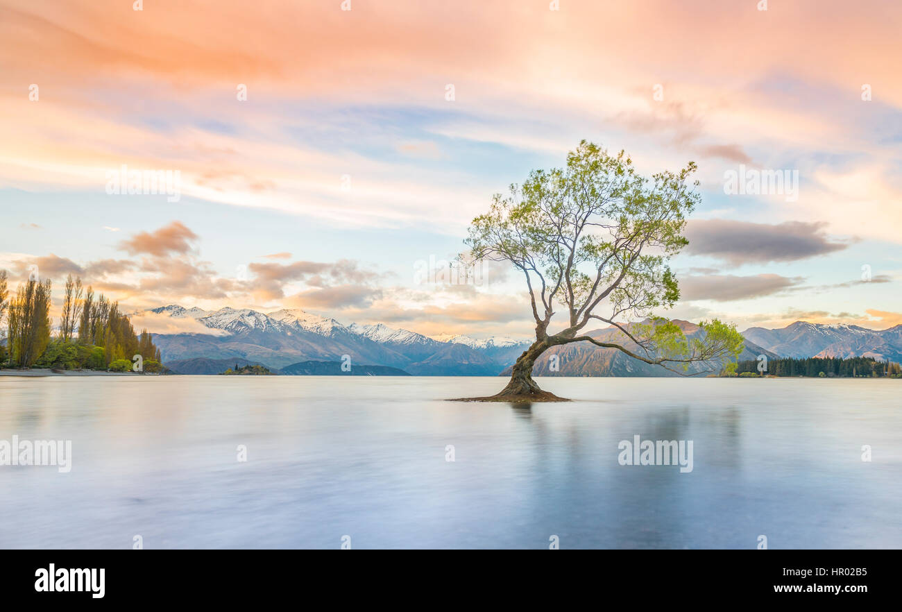 Sunrise, single tree standing in water, Lake Wanaka, The Wanaka Tree, Roys Bay, Otago, Southland, New Zealand Stock Photo