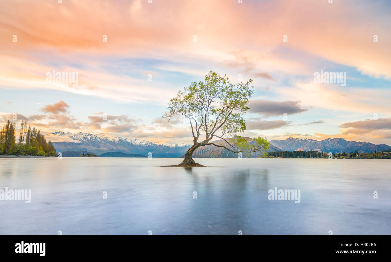 Sunrise, single tree standing in water, Lake Wanaka, The Wanaka Tree, Roys Bay, Otago, Southland, New Zealand Stock Photo
