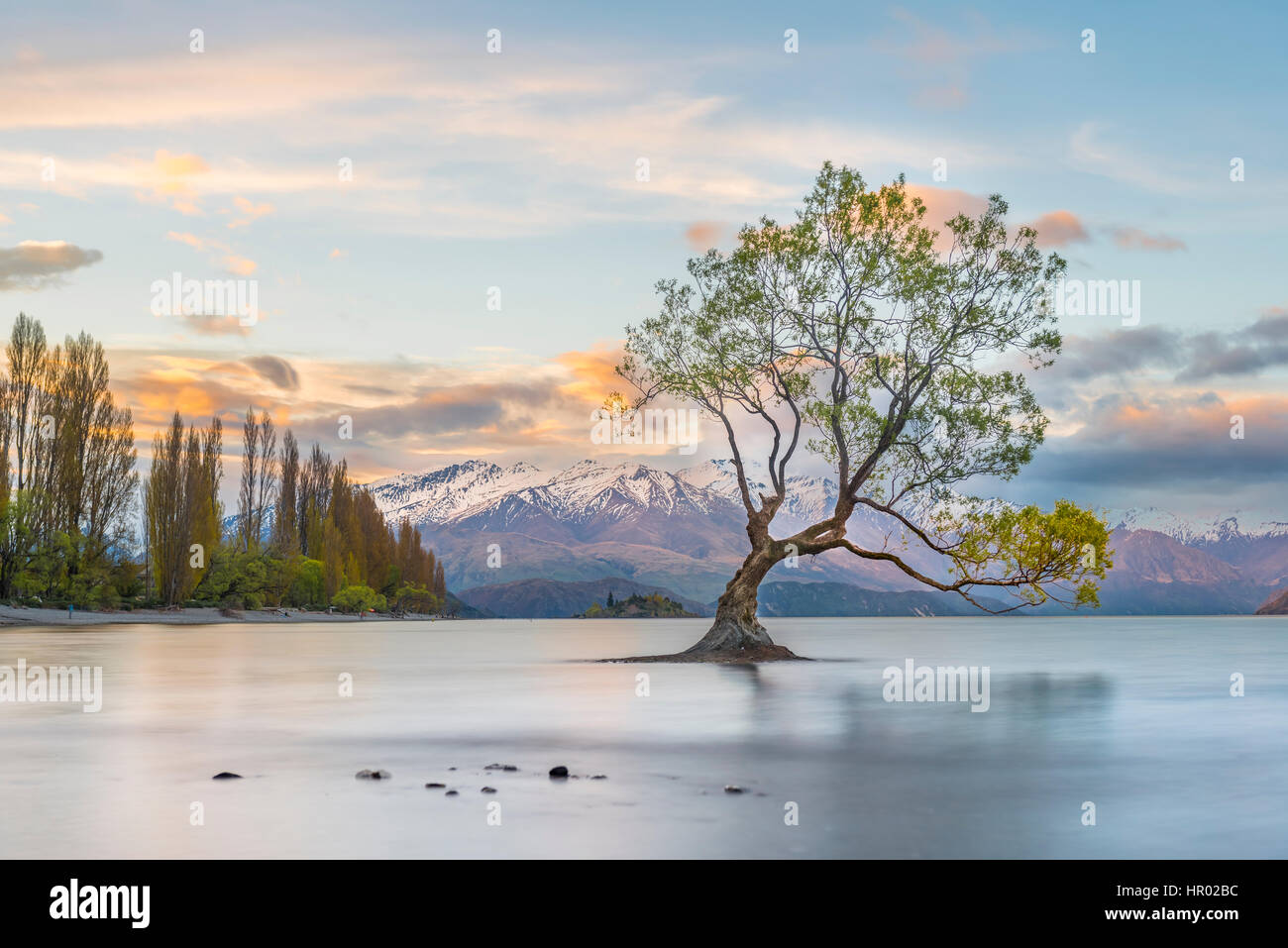 Sunrise, single tree standing in water, Lake Wanaka, The Wanaka Tree, Roys Bay, Otago, Southland, New Zealand Stock Photo