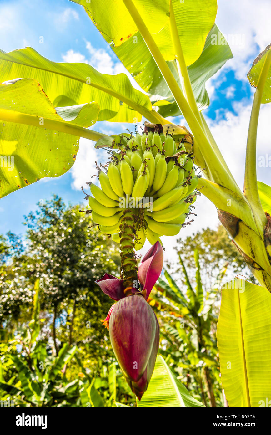 Bananas, banana tree (Musa), multiple fruits and flowers, banana flower