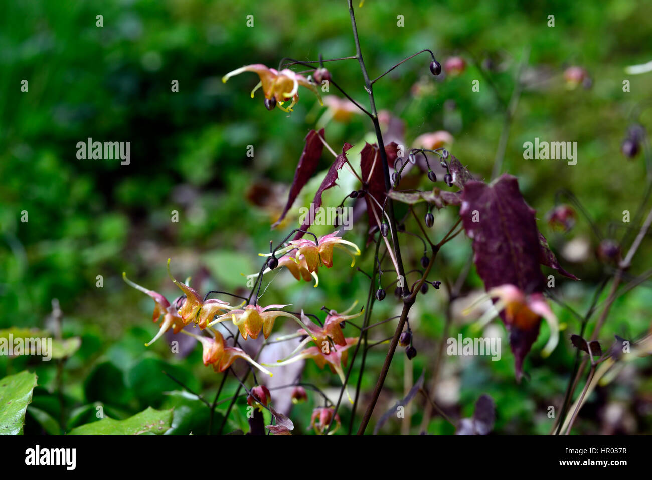 epimedium wildside amber, orange, flower, flowers, flowering, woodland, perennials, barrenwort, shade, spring, shady, shaded, RM Floral Stock Photo