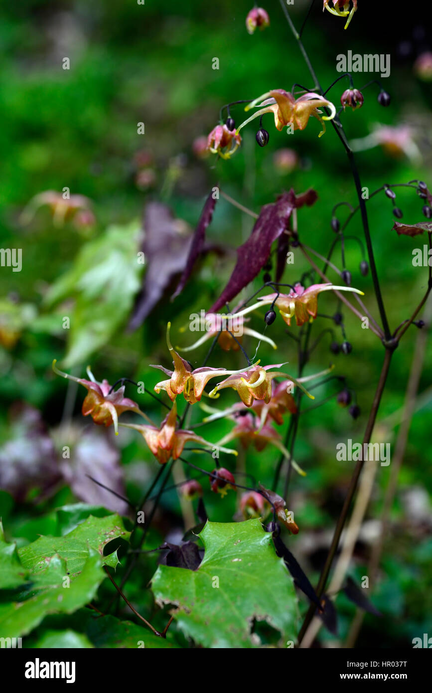 epimedium wildside amber, orange, flower, flowers, flowering, woodland, perennials, barrenwort, shade, spring, shady, shaded, RM Floral Stock Photo