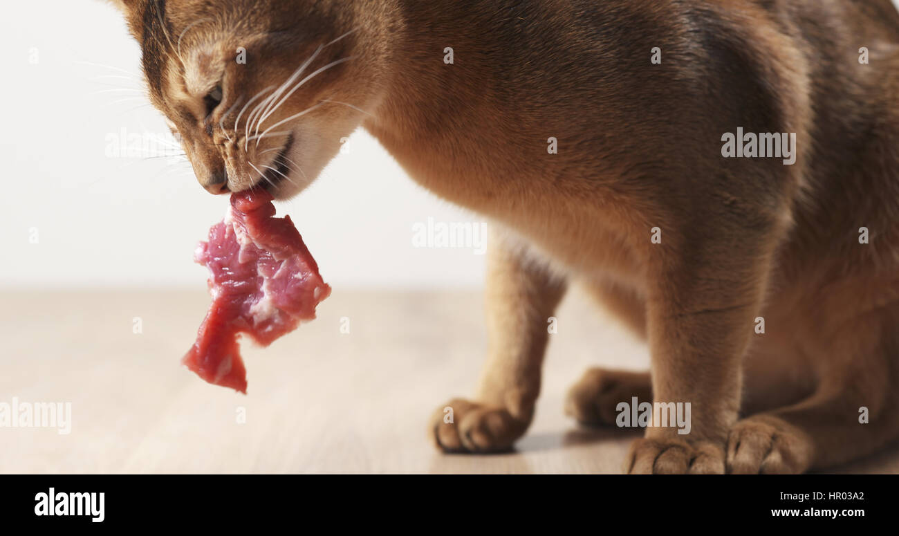 cat eating meat