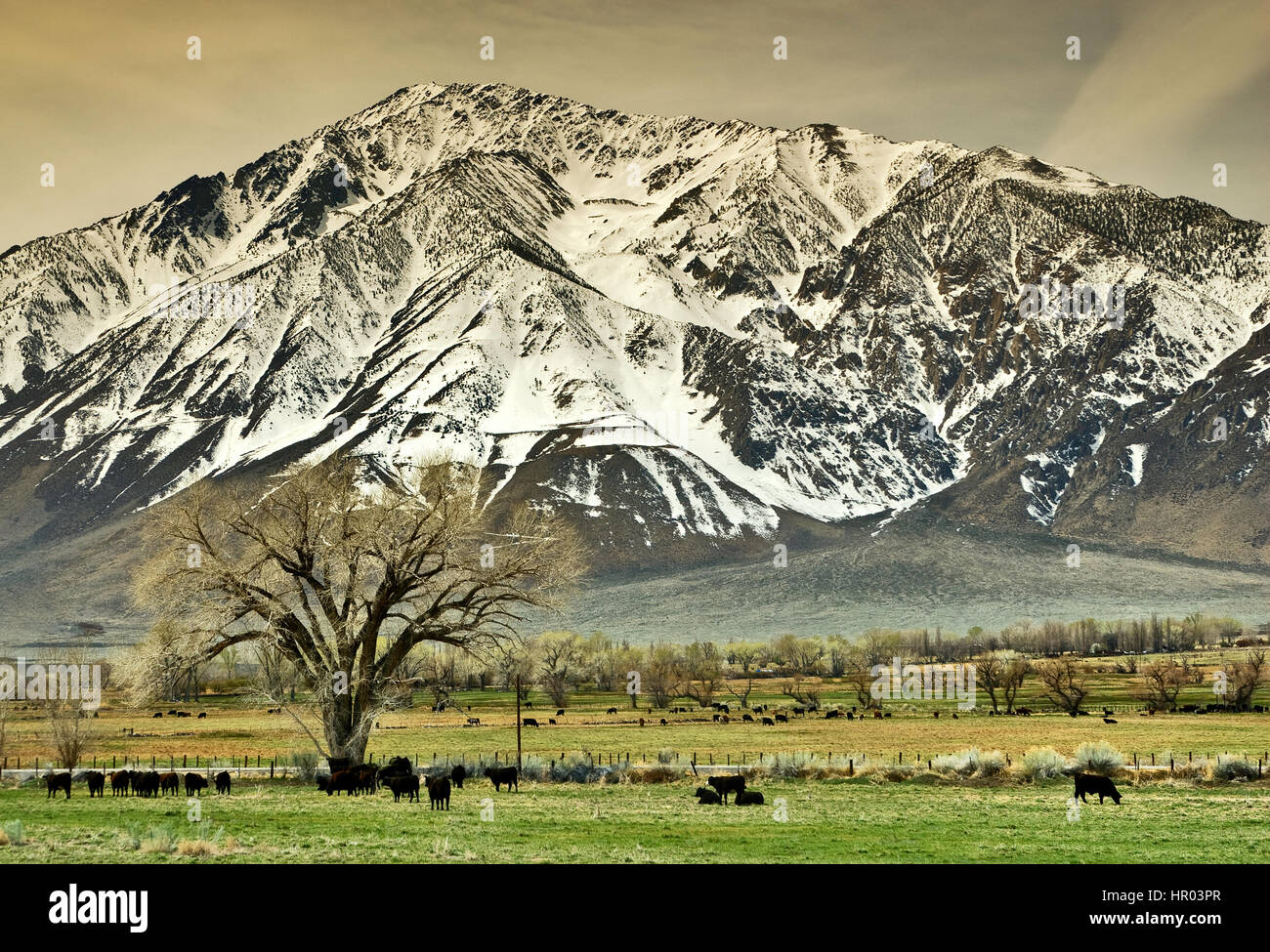 Mount Tom in Eastern Sierra Nevada, over Round Valley in late winter