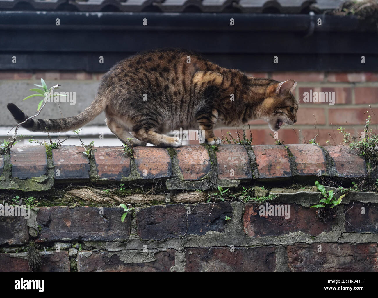 Cat On Garden Wall High Resolution Stock Photography And Images Alamy