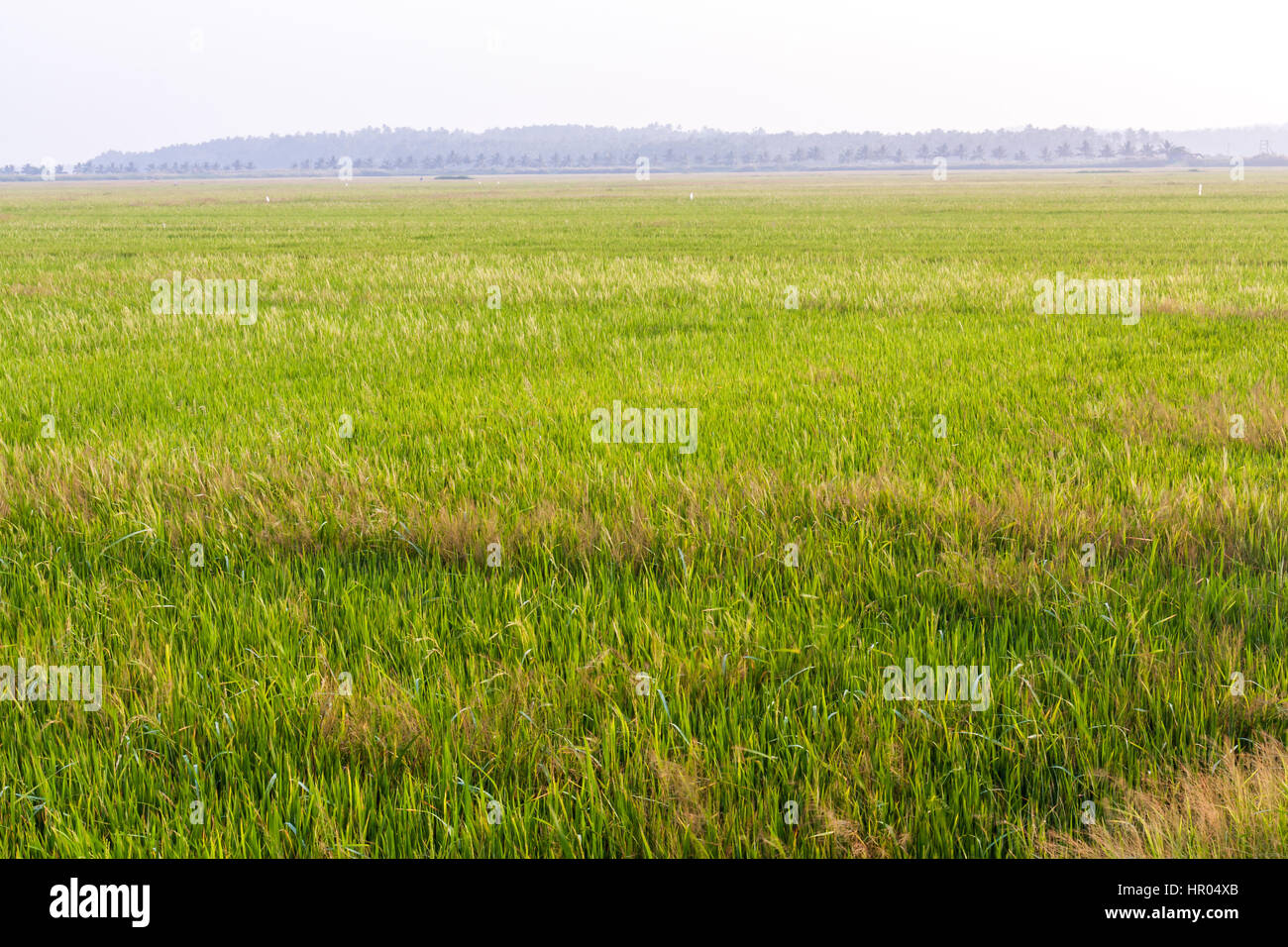 Vast land of Paddy Field in Kerala, India Stock Photo Alamy