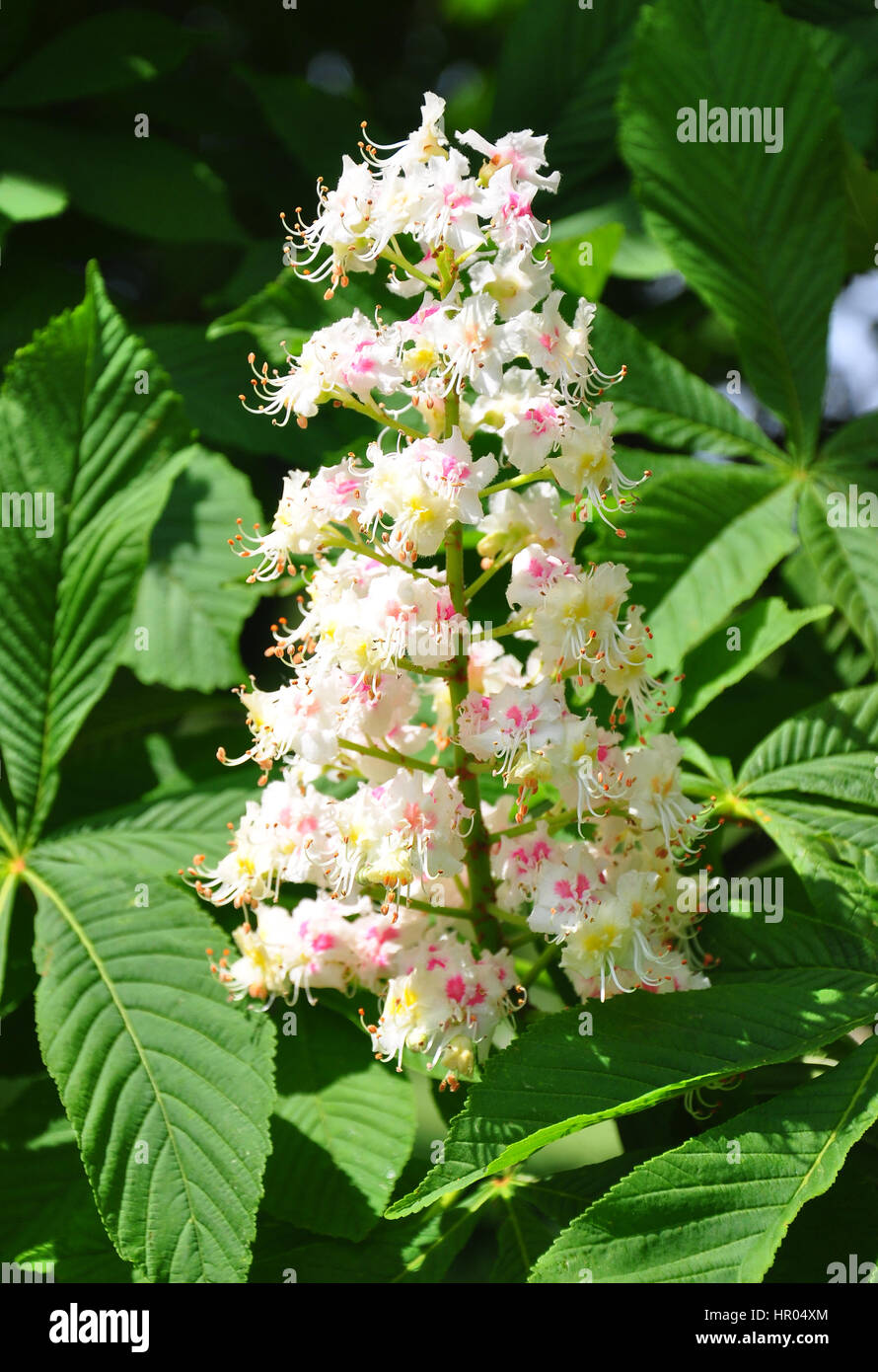 Horse-chestnut (Aesculus hippocastanum Stock Photo - Alamy