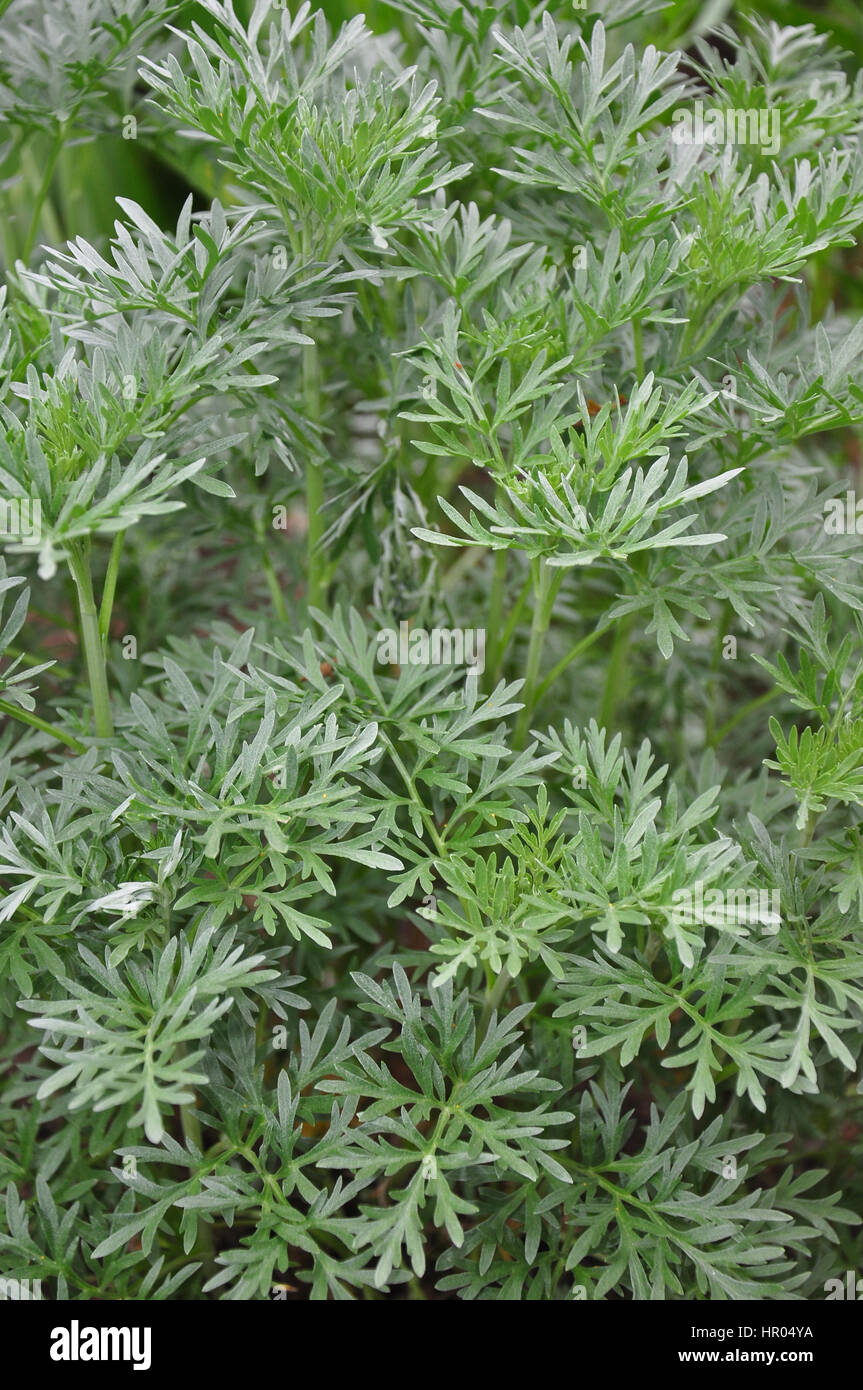Artemisia absinthium hires stock photography and images Alamy
