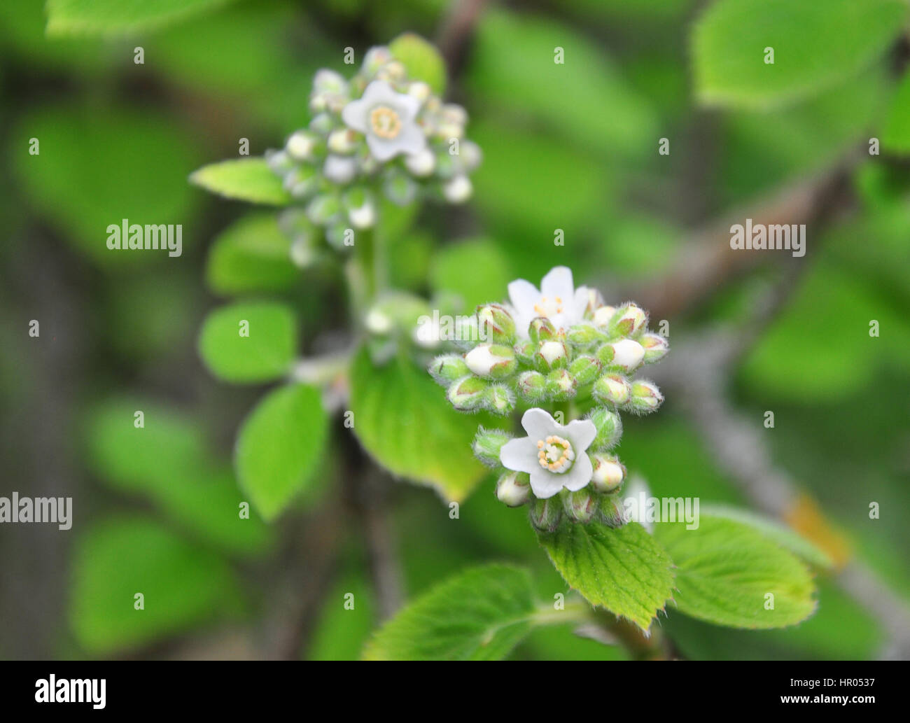 Waxflower (Jamesia americana) Stock Photo