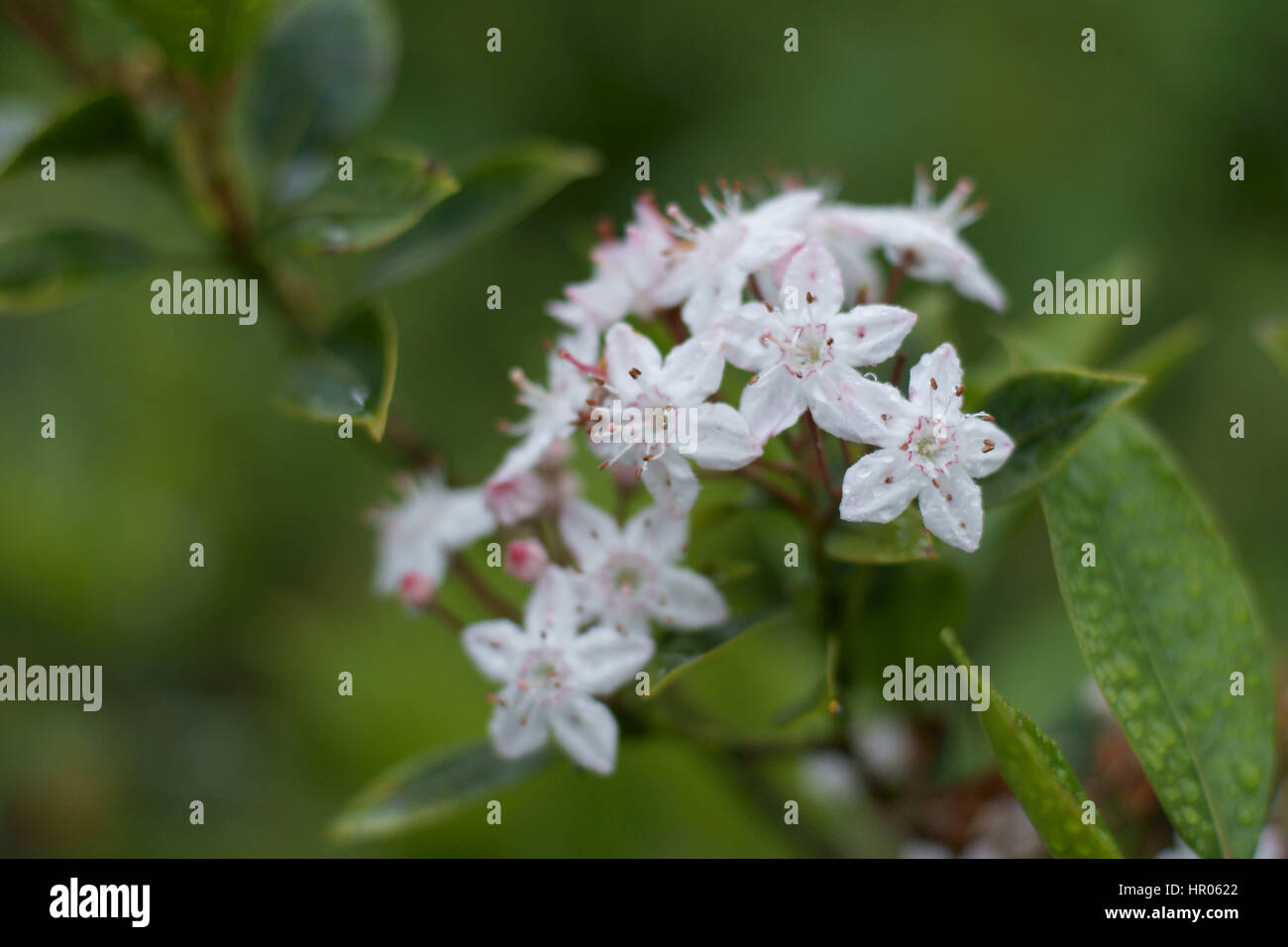 Kalmia latifolia 'Shooting Star' Stock Photo