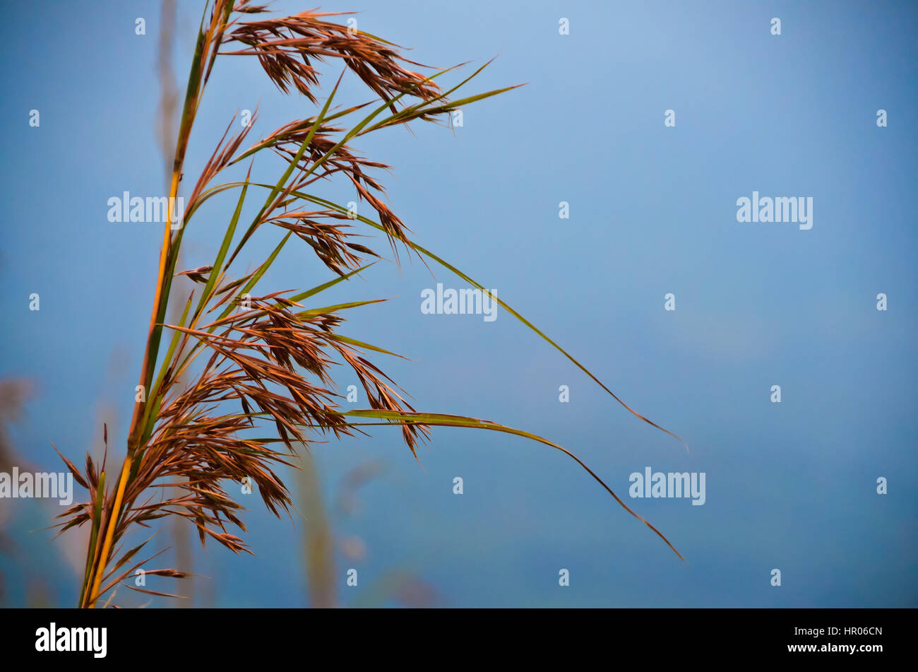 Wild dried nature tall grass - dry grass on a warm sunny day Stock Photo