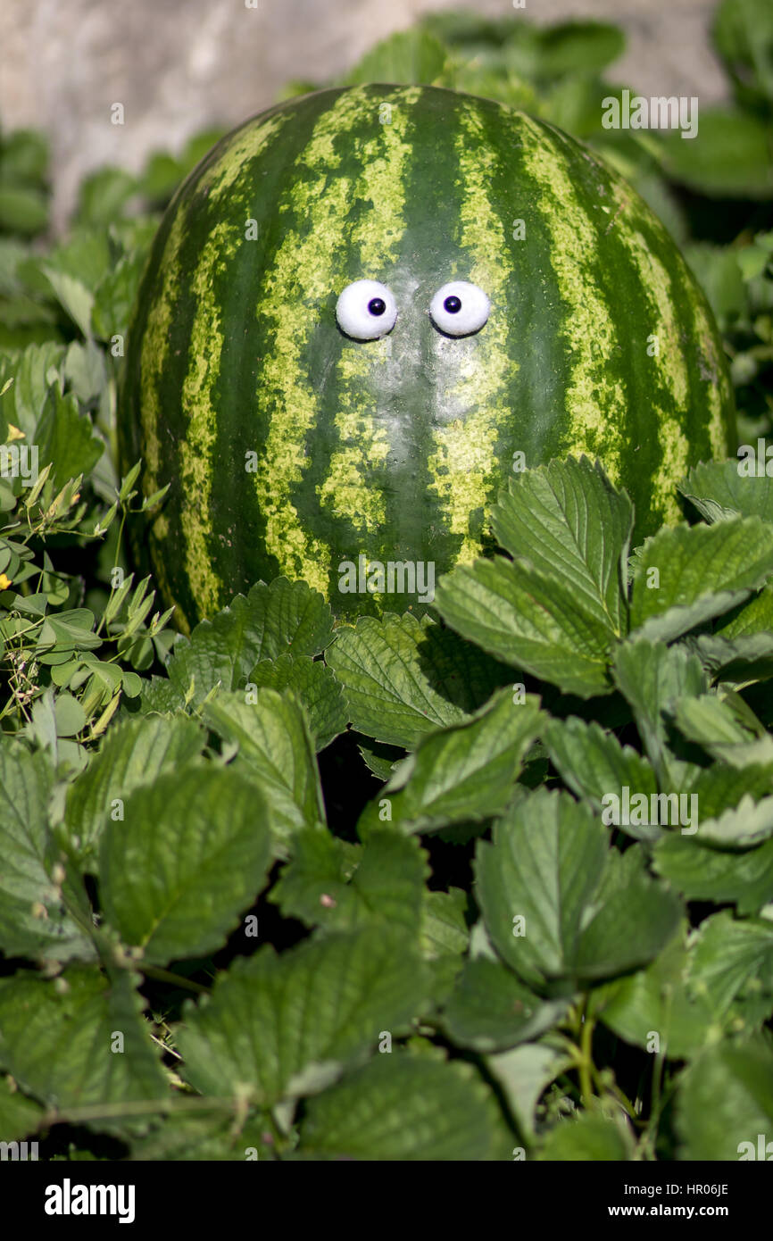 Watermelon on a garden. Funny watermelon looks out of green plant. Stock Photo