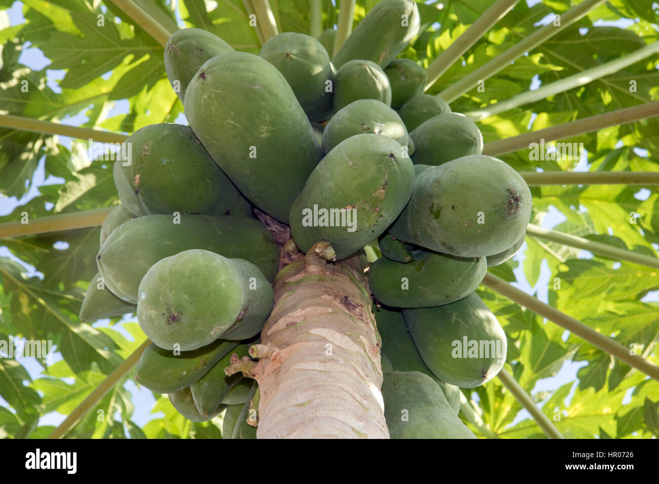 Papaya tree with green unripened fruit. Tropical Papaya tree with hanging bunch of fresh fruits. Stock Photo