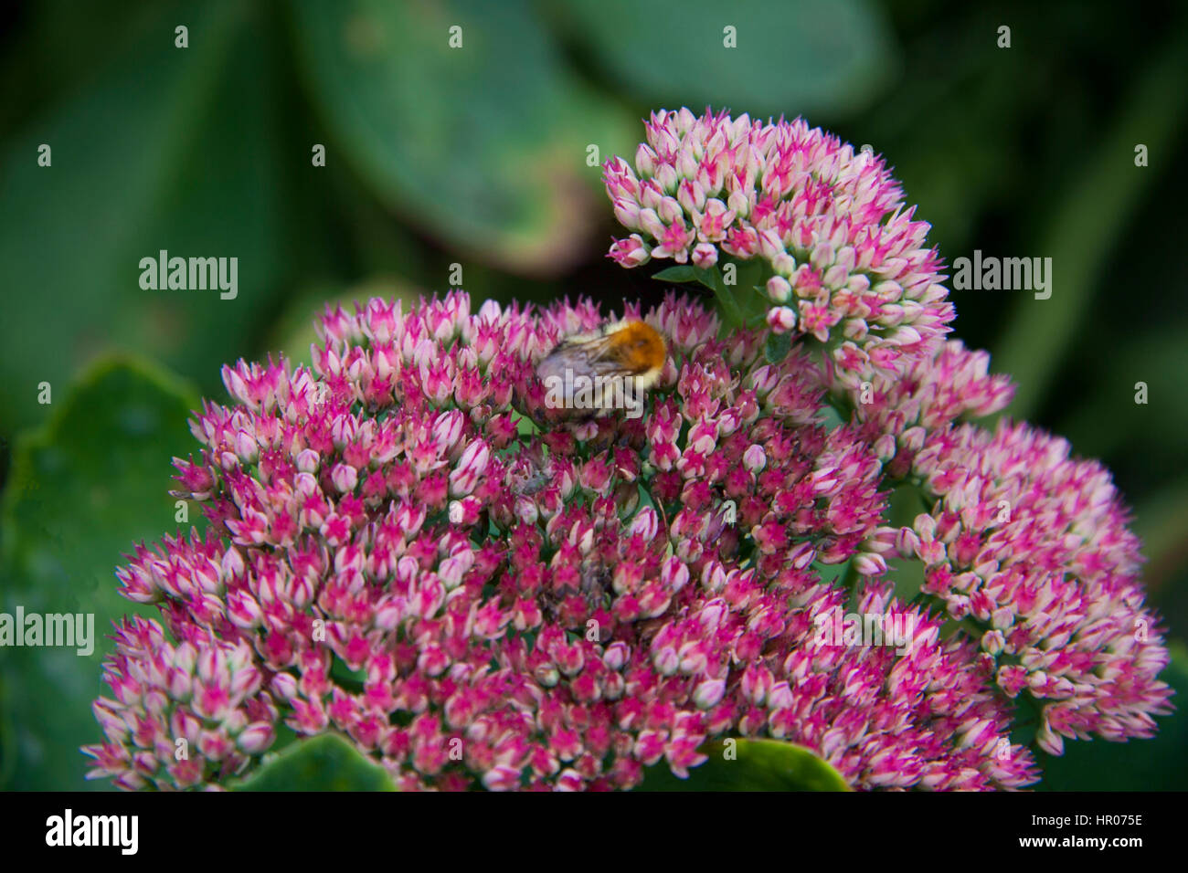 Pink Sedum flower (Crassulaceae) with bumble bee, plant occurs throughout the northern hemisphere, often in drier rocky areas Stock Photo
