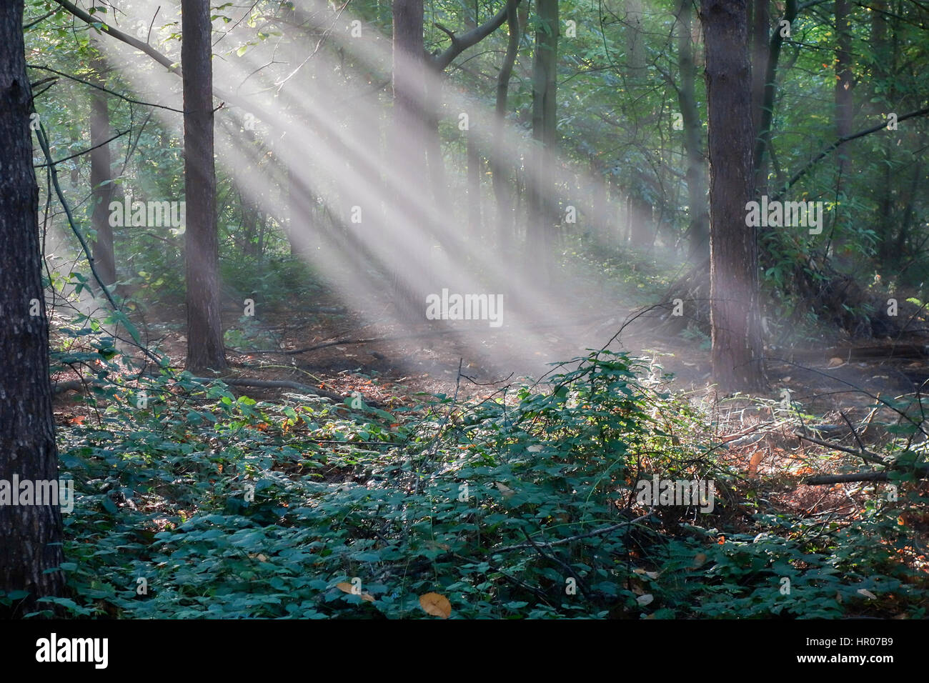 Early morning sun beams shining through woodland trees on Kinver Edge Stock Photo