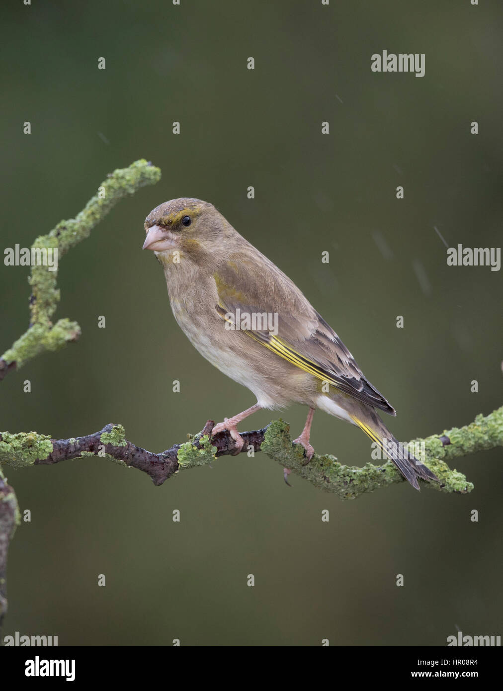 Greenfinch (Carduelis chloris) female on a lichen covered branch, in the rain, winter,2017,uk Stock Photo