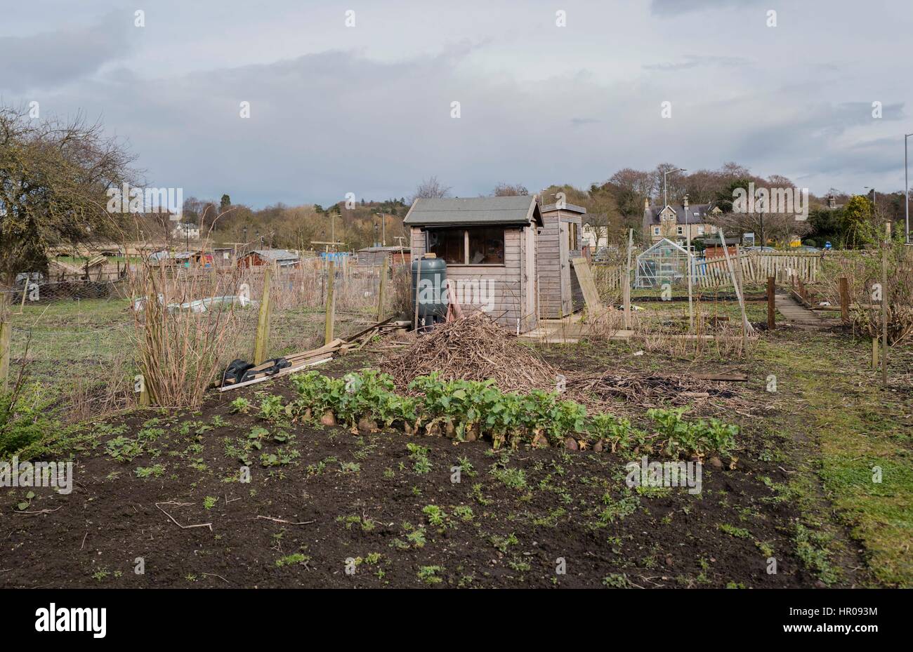 Allotment in Corbridge Stock Photo