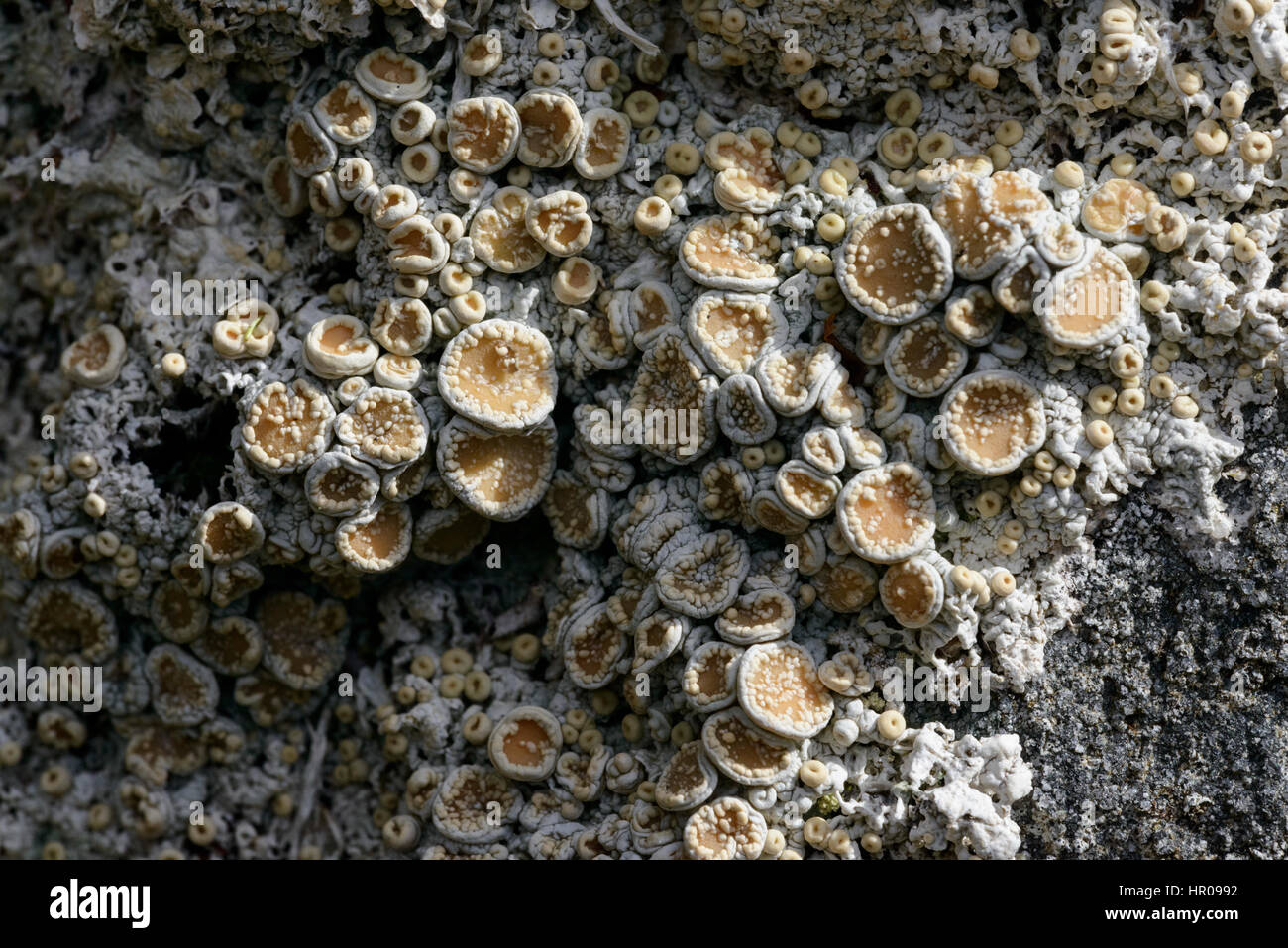 Cudbear (Ochrolechia tartarea) lichen Stock Photo - Alamy