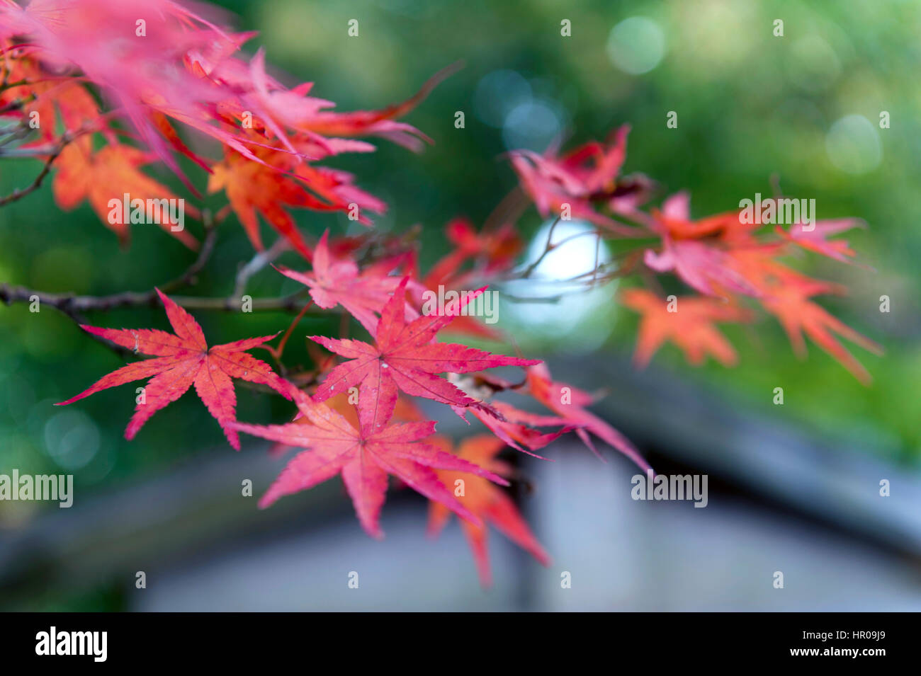Red Japanese maple leaves during autumn at Sekizan Zen-in Temple in ...
