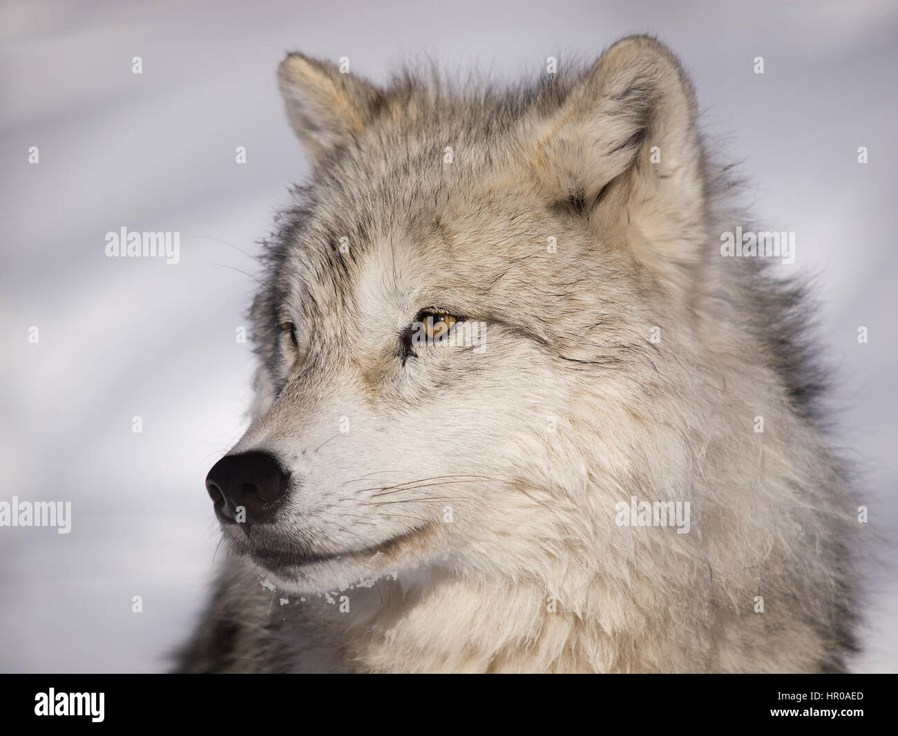 Alpha male arctic wolf watching in snow Stock Photo - Alamy