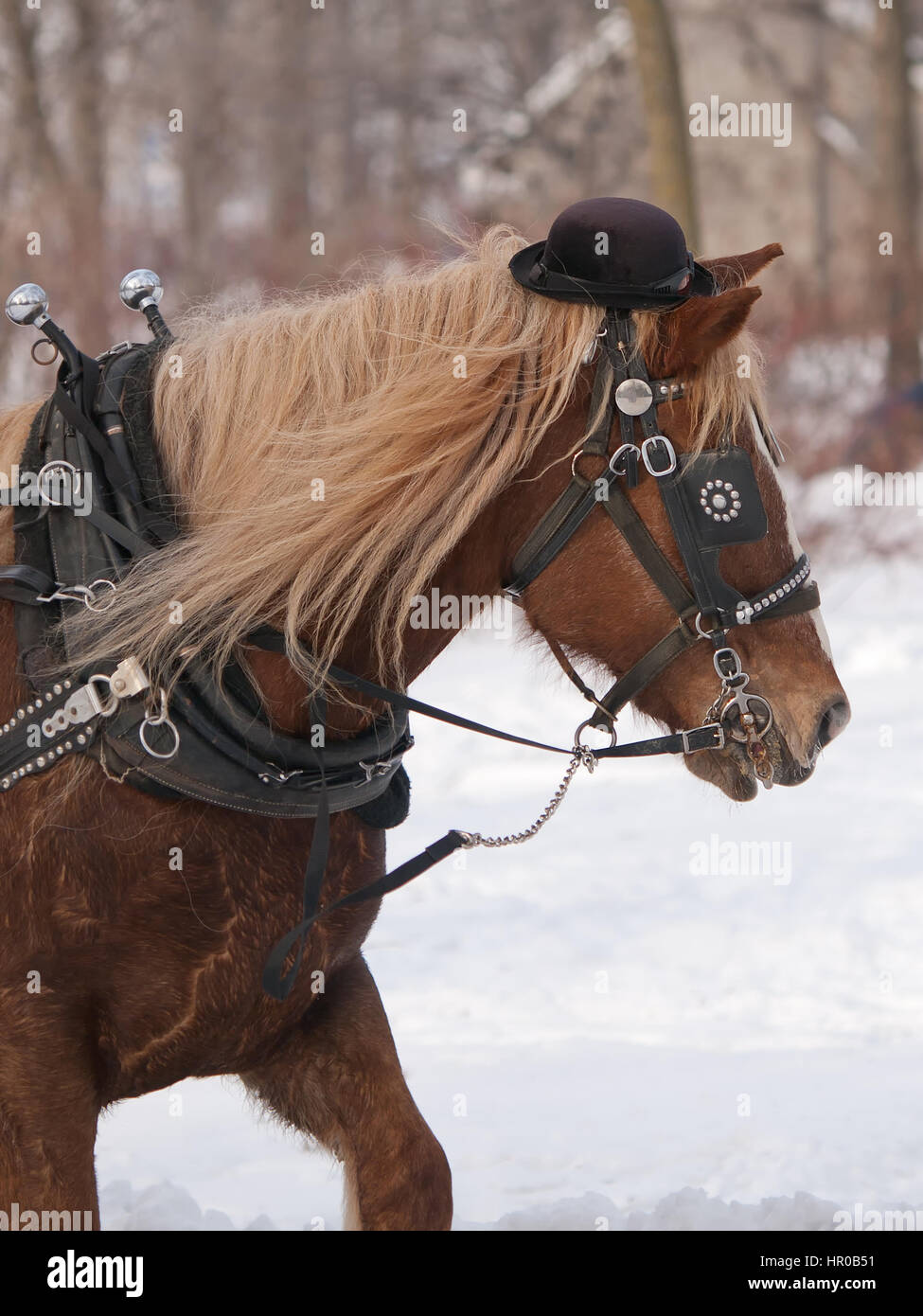 Horse with hat pulling sleigh in winter Stock Photo Alamy