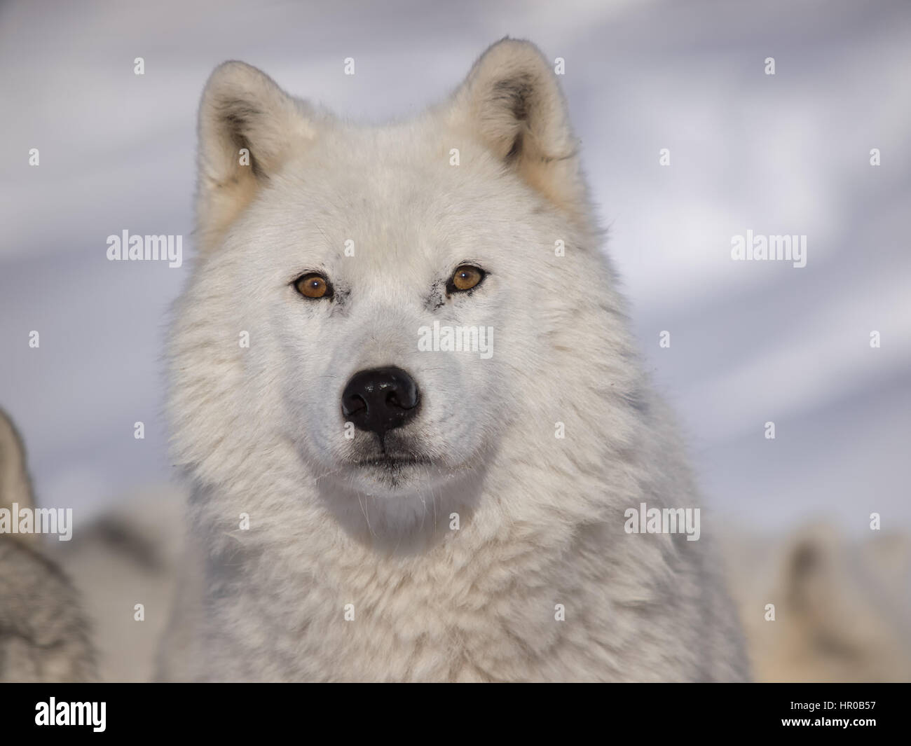White Alpha Male Arctic Wolf Stock Photos & White Alpha Male Arctic ...